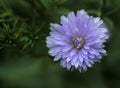 Aster flower.is macro.