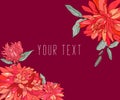 Aster flower with red background. illustration.print on clothes, template Royalty Free Stock Photo