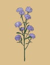 Aster flower , sketch vector.