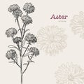 Aster flower , sketch vector.