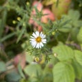 Aster Flower - Small White Bloom - Wildflower