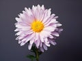 Aster flower in studio background, single aster flower, Beautiful flower, ai generated image Royalty Free Stock Photo