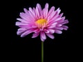 Aster flower in studio background, single aster flower, Beautiful flower, ai generated image Royalty Free Stock Photo