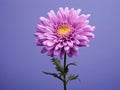 Aster flower in studio background, single aster flower, Beautiful flower, ai generated image Royalty Free Stock Photo