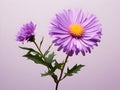 Aster flower in studio background, single aster flower, Beautiful flower, ai generated image Royalty Free Stock Photo