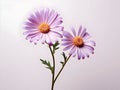 Aster flower in studio background, single aster flower, Beautiful flower, ai generated image Royalty Free Stock Photo