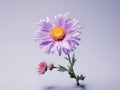 Aster flower in studio background, single aster flower, Beautiful flower, ai generated image Royalty Free Stock Photo