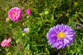 Aster in the flowerbed. Autumn flowers. Blurred background. Royalty Free Stock Photo