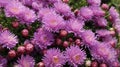 Aster Autumn Flowers Royalty Free Stock Photo