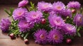 Aster Autumn Flowers Royalty Free Stock Photo