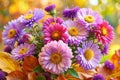 Aster Flowers Autumn Art Design Royalty Free Stock Photo