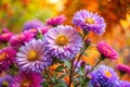 Aster Flowers Autumn Art Design Royalty Free Stock Photo