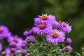 Aster flowers blooming in garden summer time. Royalty Free Stock Photo