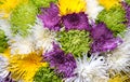 Aster flowers bouquet closeup