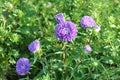 Aster Flowers - Callistephus Chinensis