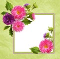 Aster flowers composition and frame Royalty Free Stock Photo