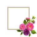 Aster flowers composition and frame Royalty Free Stock Photo