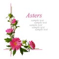 Aster flowers corner composition