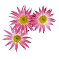 Aster flowers corner Royalty Free Stock Photo