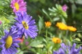 Aster flowers in a garden