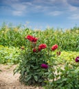 Aster flowers in the garden Royalty Free Stock Photo