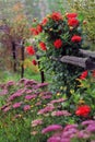 Aster flowers for the garden cottage autumn landscape design