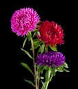 Aster flowers isolated on black background Royalty Free Stock Photo