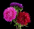 Aster flowers isolated on black background Royalty Free Stock Photo