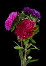 Aster flowers isolated on black background Royalty Free Stock Photo