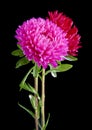 Aster flowers isolated on black background Royalty Free Stock Photo