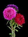 Aster flowers isolated on black background Royalty Free Stock Photo