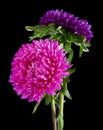 Aster flowers isolated on black background Royalty Free Stock Photo