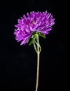 aster flowers isolated on black background Royalty Free Stock Photo
