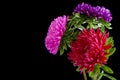 aster flowers isolated on a black background. Royalty Free Stock Photo