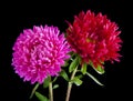 aster flowers isolated on a black background. Royalty Free Stock Photo