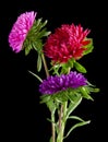 Aster flowers isolated on a black background. L Royalty Free Stock Photo