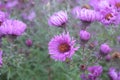 Aster Flowers Lavender - Asters bloom summer to fall Royalty Free Stock Photo