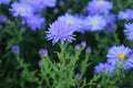 Aster Flowers Lavender - Asters bloom summer to fall Royalty Free Stock Photo