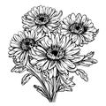Aster flowers in line art style. Royalty Free Stock Photo