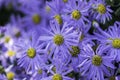 Aster flowers - Michaelmas daisy