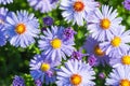 Aster flowers with rain drops Royalty Free Stock Photo