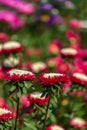 Aster flowers red white on long stems, vertical background wallpaper postcard. Beautiful vibrant daisy flower Callistephus
