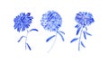 Aster flowers set painting by blue watercolor, botanical vintage collection. Hand drawn floral blossom plants isolated on white Royalty Free Stock Photo