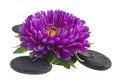 Aster flowers on stones isolated on white background Royalty Free Stock Photo