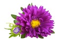 Aster flowers on a white background Royalty Free Stock Photo