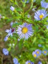 Aster flowers blooming in a meadow. Field with purple wild flowers. Wildflowers nature landscape. Royalty Free Stock Photo