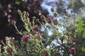 Beautiful aster in the garden. Royalty Free Stock Photo