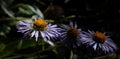 Aster himalaicus, Himalayan Aster a genus of perennial flowering plants