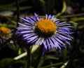 Aster himalaicus, Himalayan Aster a genus of perennial flowering plants