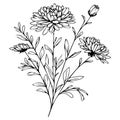 Aster line drawings, hand-painted aster flower wall art, aster cosmos botanical wall art, simple aster drawing, aster flower
